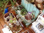 DSCF8295.JPG