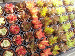 DSCF8300.JPG