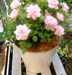 DSCF8307.JPG