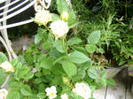 DSCF8619.JPG