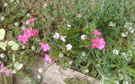 DSCF8624.JPG
