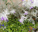 DSCF8629.JPG