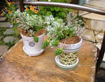 DSCF8718.JPG