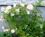 DSCF8706.JPG