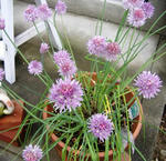 DSCF8705.JPG