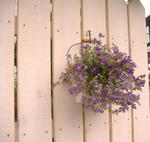 DSCF8704.JPG
