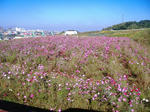 DSCF6765.JPG