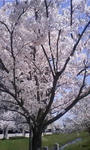 100408_1158~01.JPG