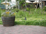IMG_0173.JPG