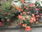 IMG_0193.JPG