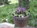 IMG_0482.JPG