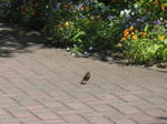 IMG_0495.JPG