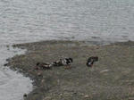 IMG_0620.JPG