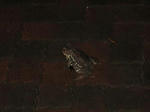 3cf1a890.JPG