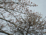 IMG_1305.JPG