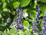 IMG_1494.JPG