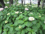 IMG_1523.JPG