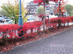 IMG_1772.JPG