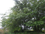 IMG_2549.JPG