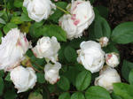 IMG_2575.JPG