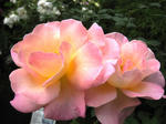 IMG_2576.JPG