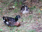 IMG_2849.JPG
