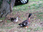 IMG_2846.JPG