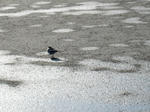 IMG_3351.JPG