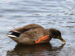 IMG_3388.JPG