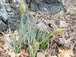 IMG_3847.JPG