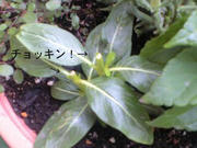tekisin-1.jpg