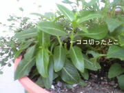 tekisin-2.jpg
