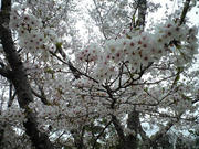 CA3A0361.JPG