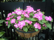 CA3A0449.JPG
