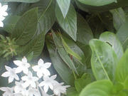 CA3A0620.JPG