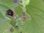 CA3A0646.JPG