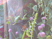 CA3A0639001.JPG