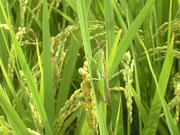 CA3A0586.JPG
