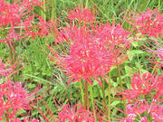 CA3A0628.JPG