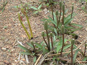 CA3A0636.JPG