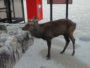 CA3A0720.JPG