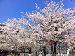 20110409_214445_0.jpg