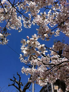 20110409_214448_1.jpg