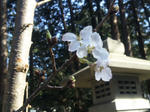 SH3E0026.JPG