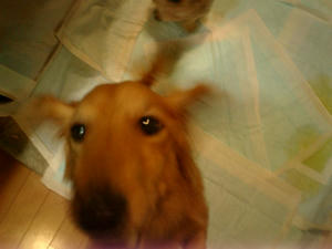 CIMG0022.jpg