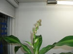 幸福の木に花