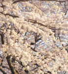 桜満開
