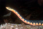 Leioheterodon_madagascariensis_Ambanja.jpg