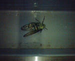 DSC00033.JPG