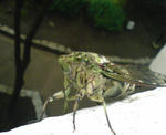 DSC00034.JPG